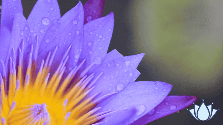 Wat is precies het lotuseffect Lenano schoonmaakgemak